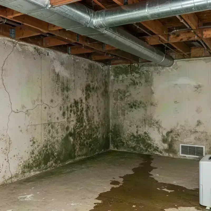 Professional Mold Removal in Hamlin, WV